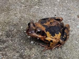 Frans 01 - Gast in Putten